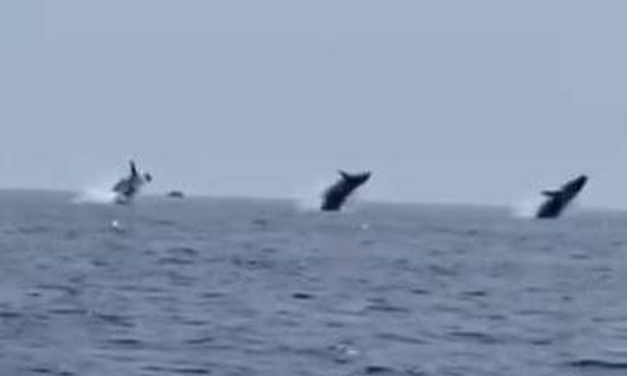 Χορεύοντας με τα κύματα: Ψαράς κατέγραψε συγχρονισμένη κολύμβηση φαλαινών