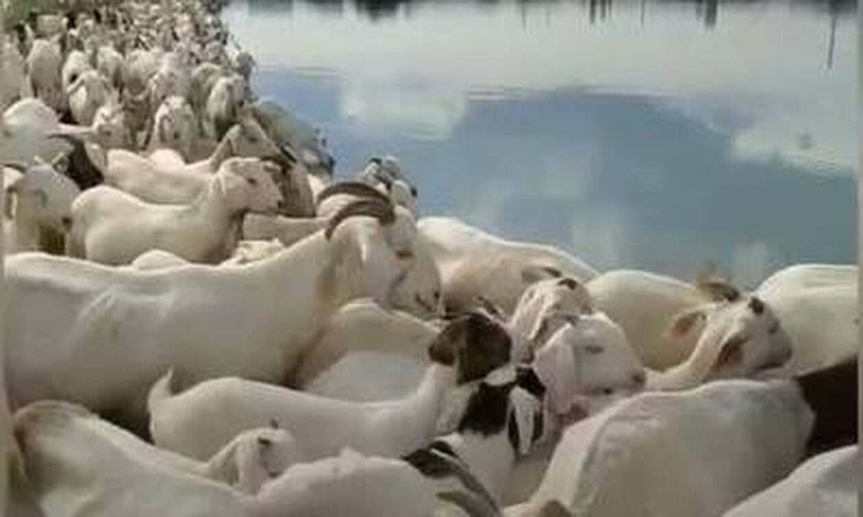 Κίνα: Κυκλοφοριακό χάος από… κατσίκες σε πέρασμα ποταμού!