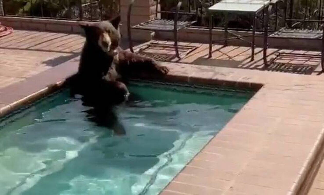 Αρκούδα μπήκε σε τζακούζι στην Καλιφόρνια