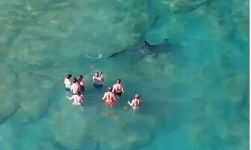 Φλόριντα: Kαρχαρίας πέρασε δίπλα από ομάδα κολυμβητών