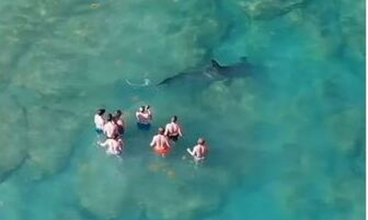Φλόριντα: Kαρχαρίας πέρασε δίπλα από ομάδα κολυμβητών