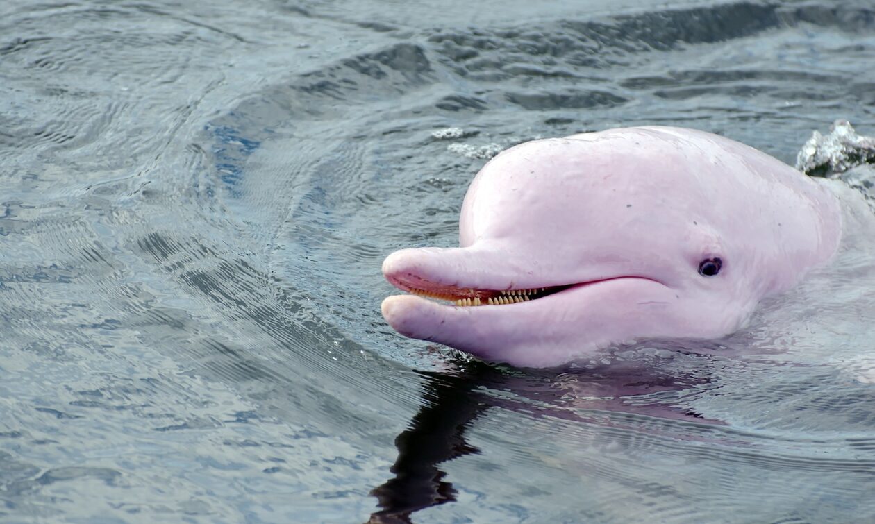 ΗΠΑ: Σπάνια ροζ δελφίνια εμφανίστηκαν και πρόσφεραν εντυπωσιακό θέαμα