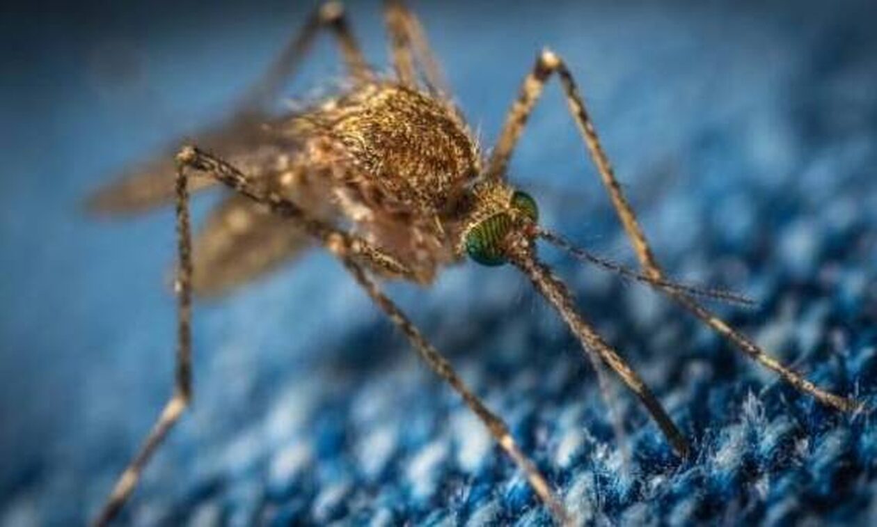 Μελέτη έδειξε πως τα κουνούπια επιλέγουν ποιους ανθρώπους θα τσιμπήσουν - Τα αίτια