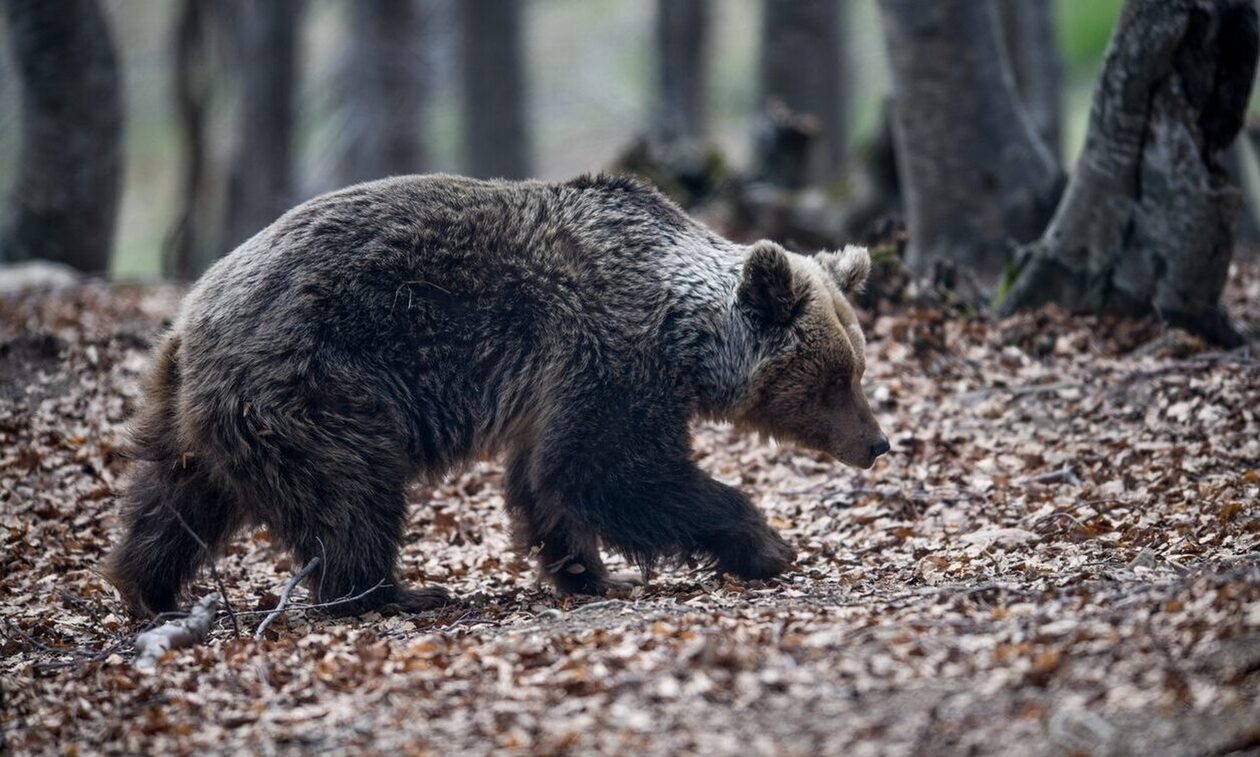Θεσσαλονίκη: Ανησυχία από την εκ νέου εμφάνιση αρκούδας στον Ταξιάρχη
