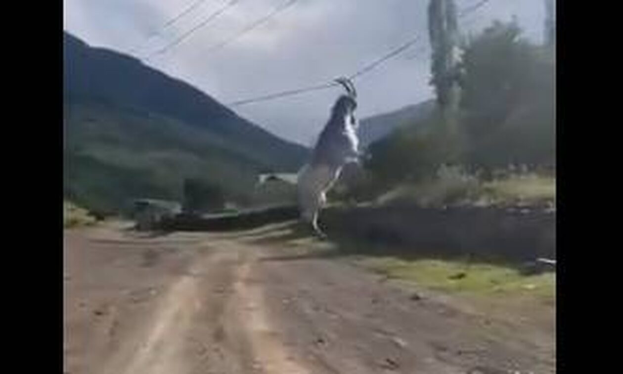 Απίστευτο βίντεο: Κατσίκα πήδηξε από φορτηγό και «κόλλησε»… σε σύρματα
