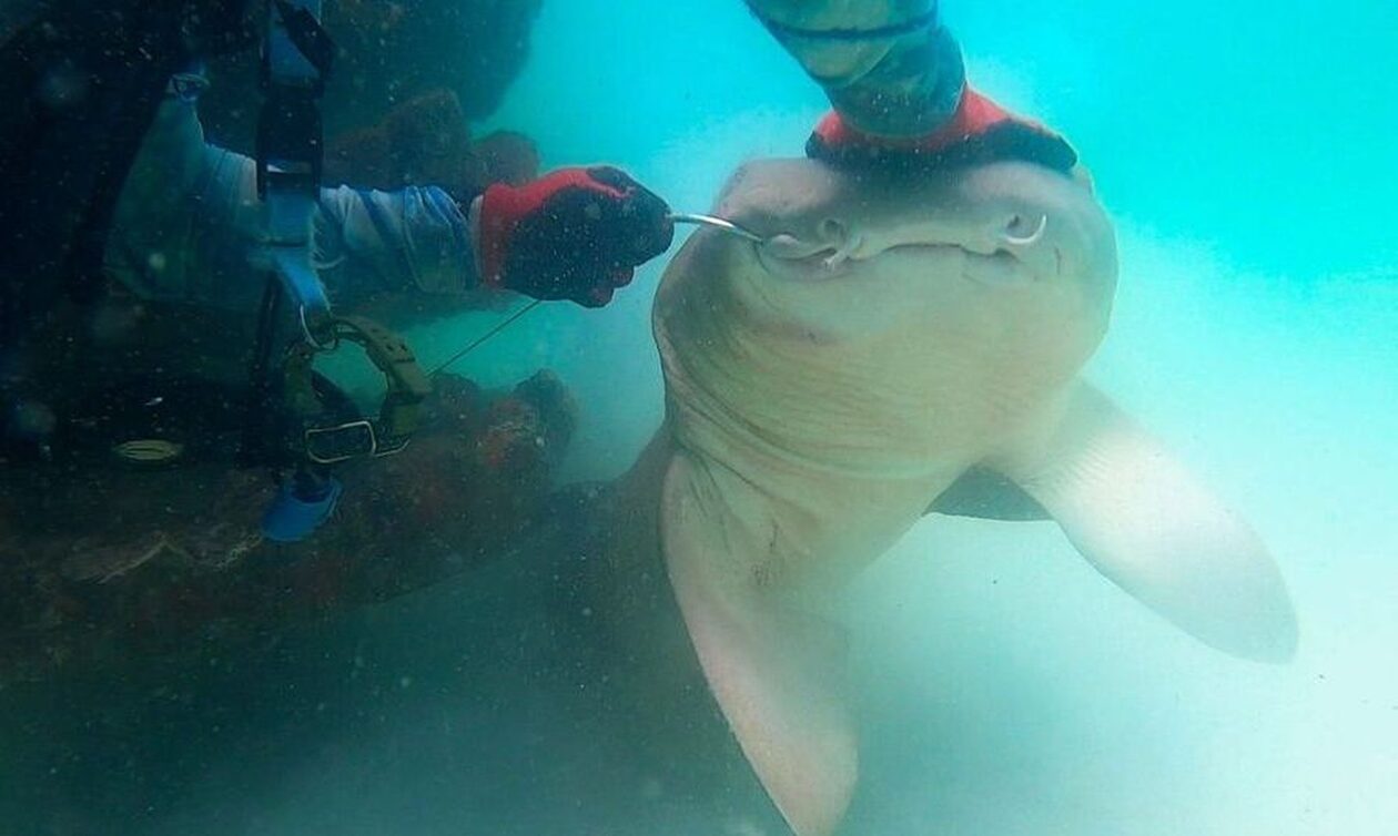 Καρχαρίας - νοσοκόμος πιάνεται από γιγάντιο αγκίστρι και τον σώζει δύτης