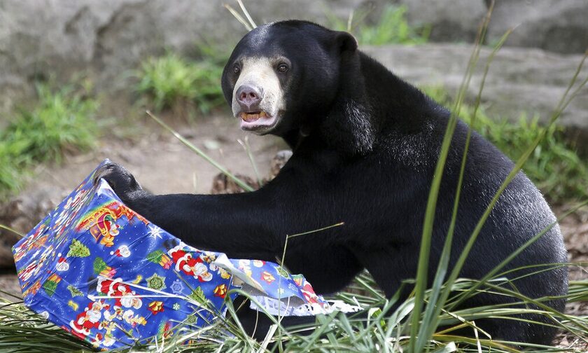 Οι αρκούδες μας δεν είναι...άνθρωποι λένε υπεύθυνοι ζωολογικού κήπου στην Κίνα