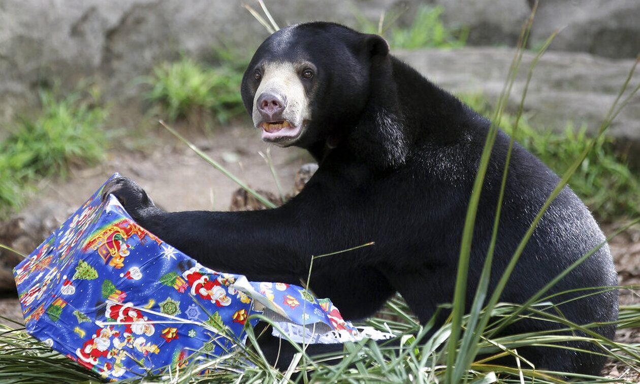 Κίνα: Ζωολογικός κήπος αρνείται ότι οι αρκούδες του είναι... άνθρωποι με στολή - Το viral βίντεο