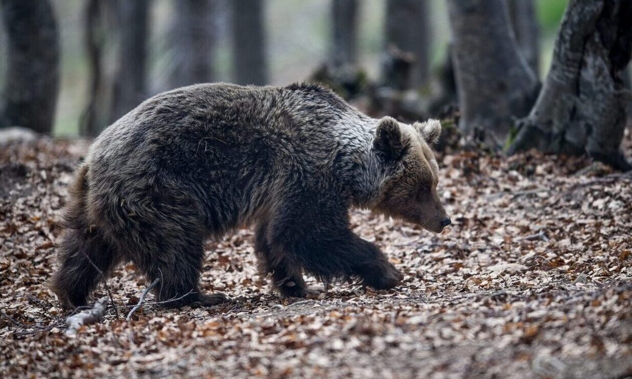 Συναγερμός στη Χαλκιδική: Επανεμφανίστηκε στον Ταξιάρχη η αρσενική αρκούδα - Σε πανικό οι κάτοικοι