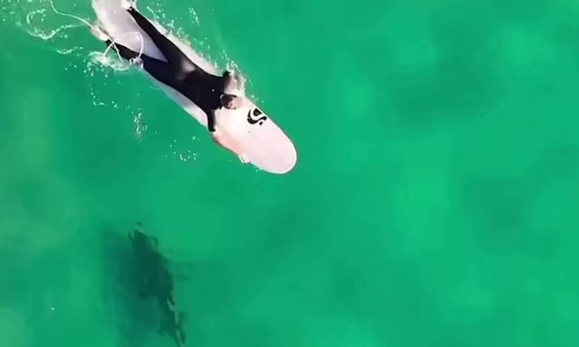 Αυστραλία: Καρχαρίας κολυμπά ανενόχλητος δίπλα σε ανθρώπους στο Bondi Beach