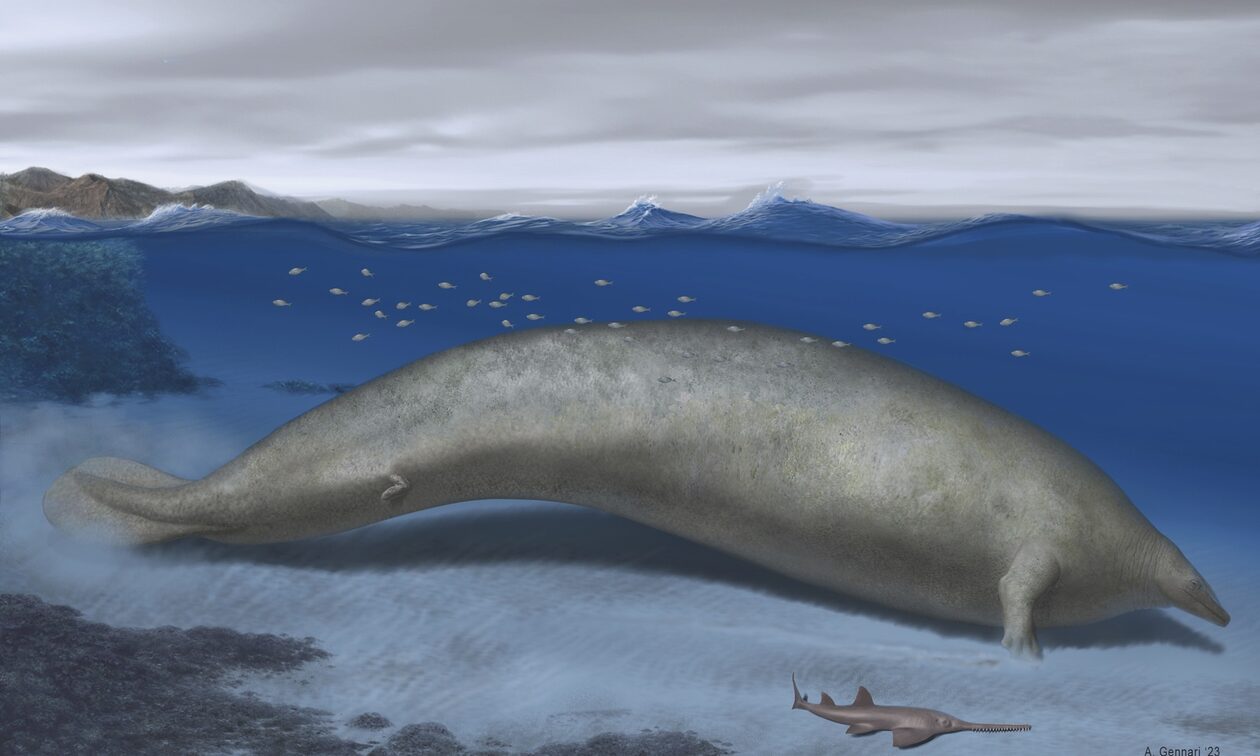 Περού: Ανακαλύφθηκε φάλαινα ηλικίας 39 εκατομμυρίων ετών - Είναι το βαρύτερο ζώο που έχει καταγραφεί