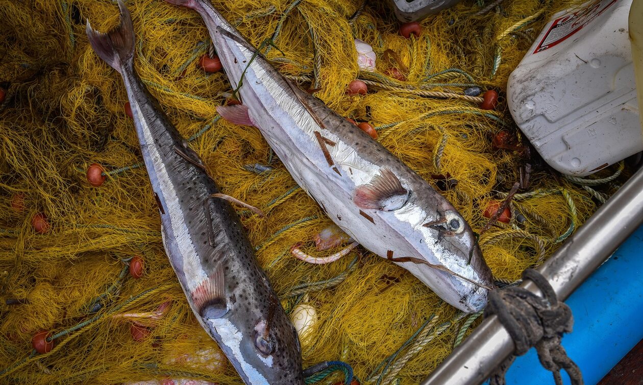 Λαγοκέφαλοι και λεοντόψαρα «τρομοκρατούν» τους ψαράδες στις ελληνικές θάλασσες