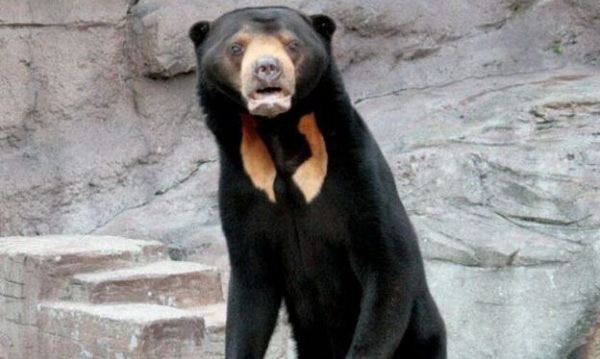 Κίνα: O ζωολογικός κήπος διαψεύδει πως οι viral αρκούδες είναι... άνθρωποι με στολή