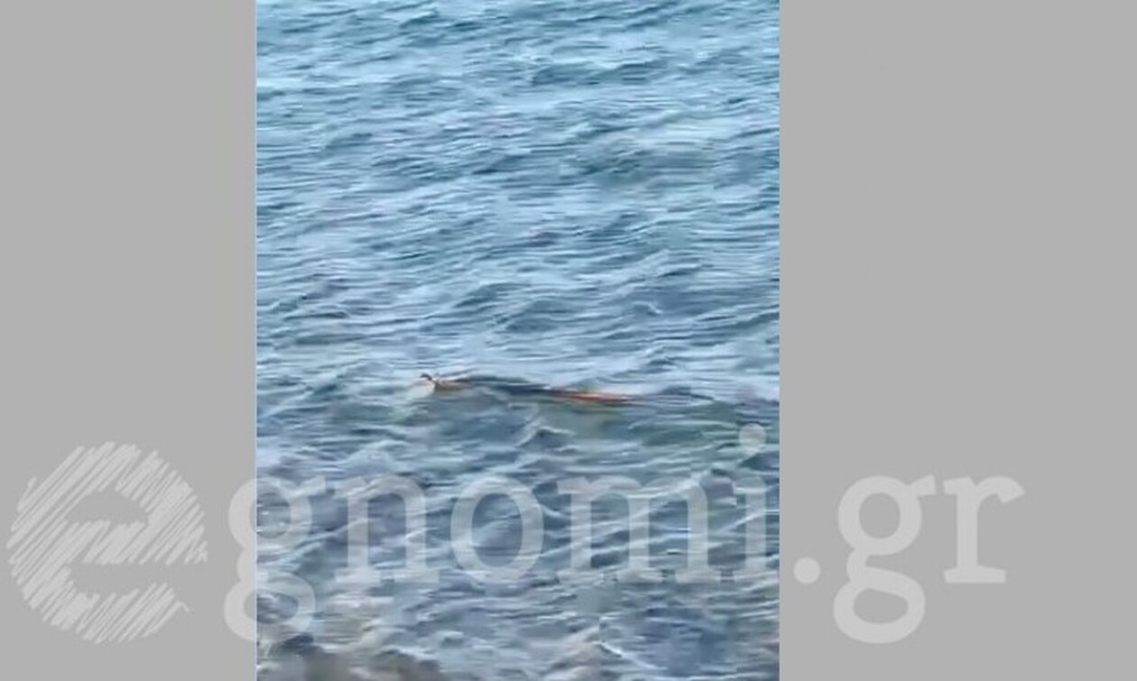 Εύβοια: Φίδι κολυμπά στη θάλασσα και αναστατώνει τον Αλμυροπόταμο