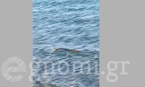 Εύβοια: Φίδι κολυμπά στη θάλασσα και αναστατώνει τον Αλμυροπόταμο