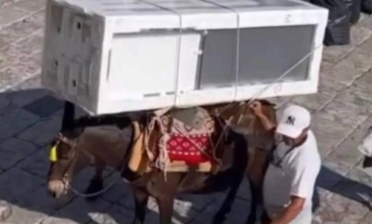Εικόνες ντροπής με γαϊδουράκια στην Ύδρα:  Φόρτωσαν μέχρι και ψυγείο σε γαϊδουράκια