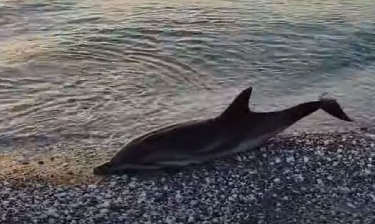 Λάρισα: Δελφίνι ξεβράστηκε νεκρό στην παραλία Βελίκας