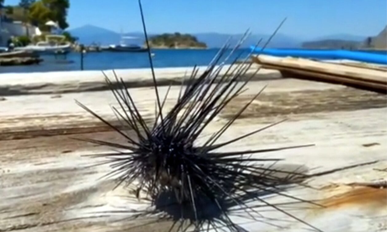 Δηλητηριώδης αχινός από το Σουέζ στην παραλία Καραθώνα στο Ναύπλιο (vid)
