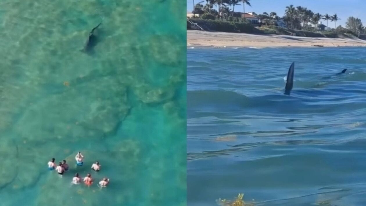 Τρομακτικά πλάνα: Ατάραχοι τουρίστες βγάζουν βίντεο σφυροκέφαλο καρχαρία που τους περικυκλώνει