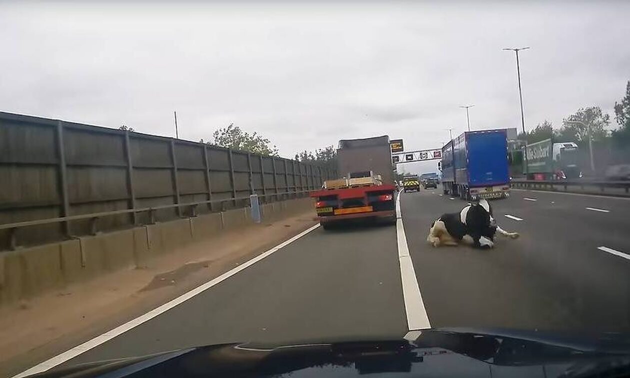 Μεγάλη Βρετανία: Φορτηγό «αδειάζει» αγελάδα σε αυτοκινητόδρομο – Σοκαριστικό βίντεο