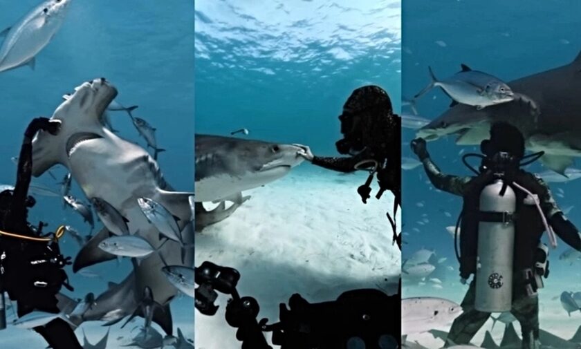 Συγκλονιστικό βίντεο – Δύτης «ταΐζει» τεράστιο καρχαρία με κάμερα για να καταγράψει τα σωθικά του