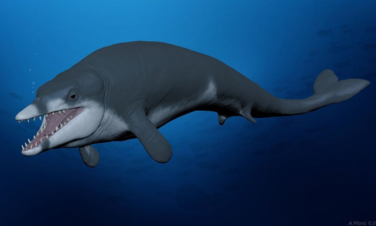 Ανακαλύφθηκαν απολιθωμένα οστά φάλαινας: Ζούσε πριν από 41 εκατ. χρόνια στην Αίγυπτο