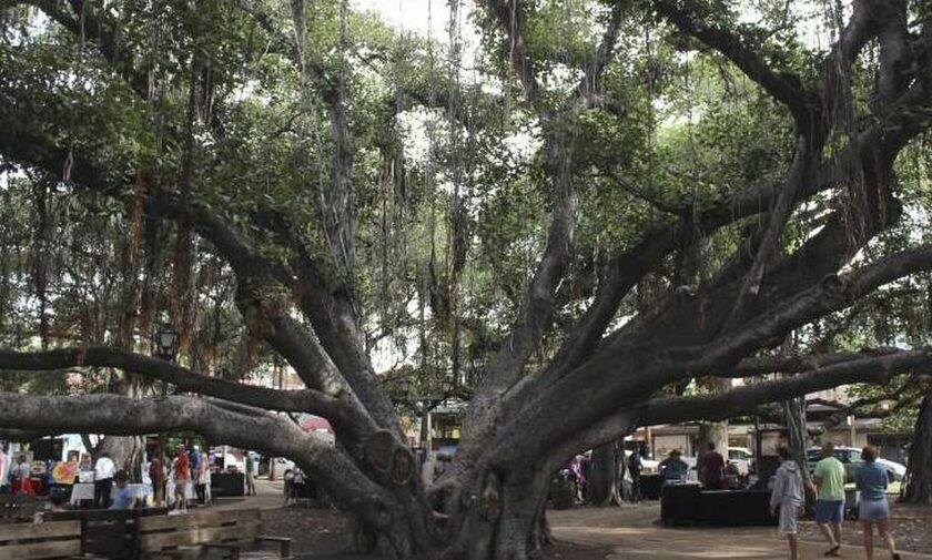 Το δέντρο Μπαμιάν «κουβαλάει» ολόκληρη την ιστορία της Λαχάινα