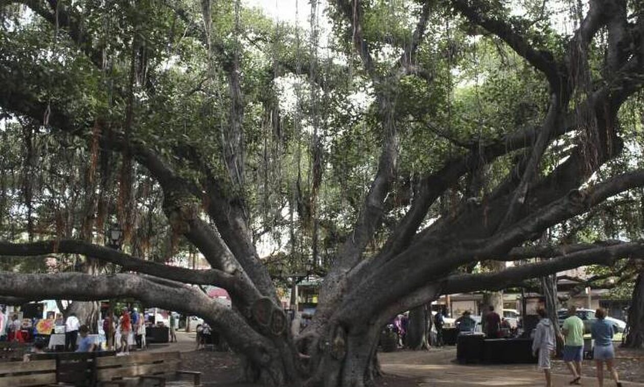 Χαβάη: Το ιστορικό δέντρο Μπάνιαν που κάηκε - «Καταφύγιο» του Βούδα, από τα παλαιότερα στον κόσμο