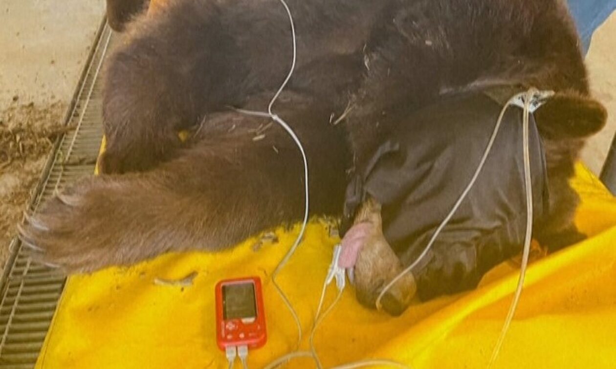 «Χανκ το τανκ»: Το αρκουδάκι που συλλαμβάνεται μετά από 21 διαρρήξεις σε σπίτια