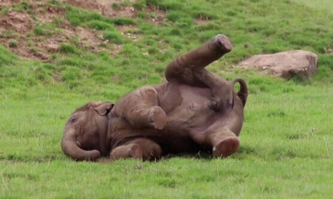Λονδίνο: Ο Νανγκ το ελεφαντάκι παίζει ολημερίς και οληνυχτίς σε βρετανικό ζωολογικό κήπο