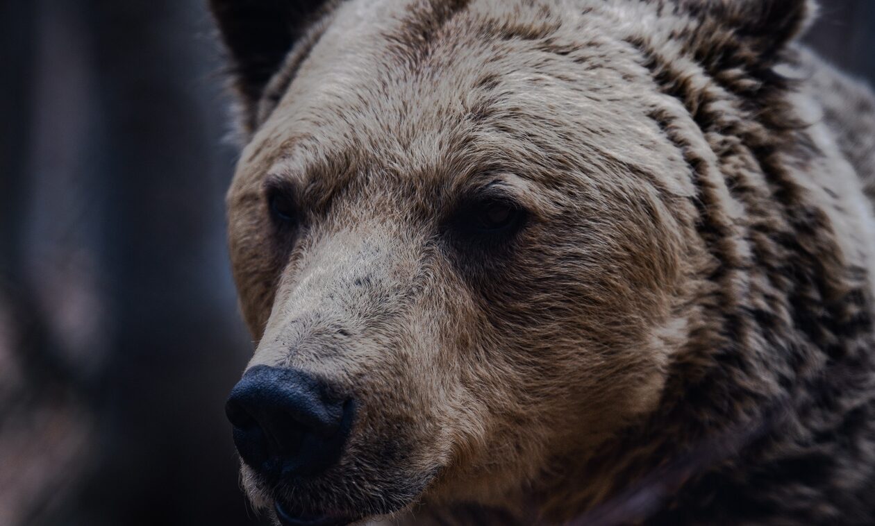 Χαλκιδική: Αρκούδα κυκλοφορεί ανενόχλητη στον Ταξιάρχη