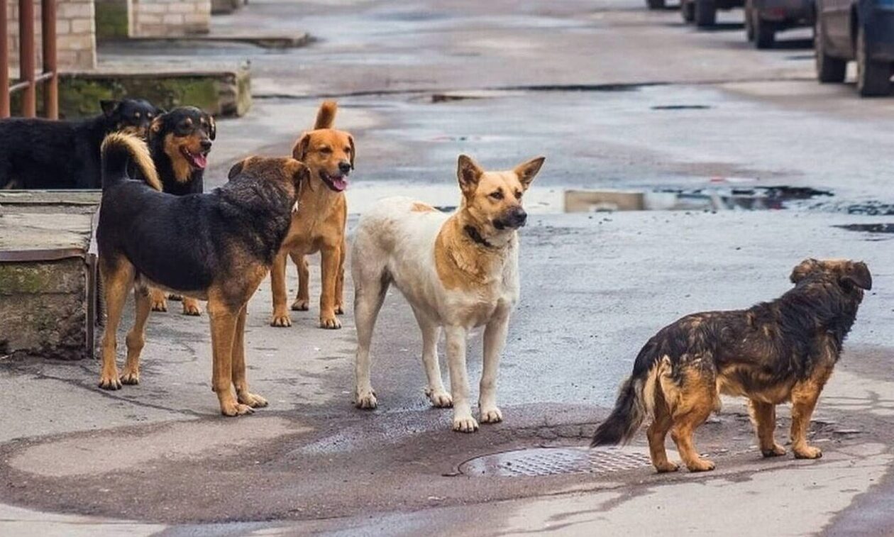 Λάρισα: Αδέσποτα σκυλιά όρμησαν σε γυναίκα -  Ζητούσε απεγνωσμένα βοήθεια από περαστικούς