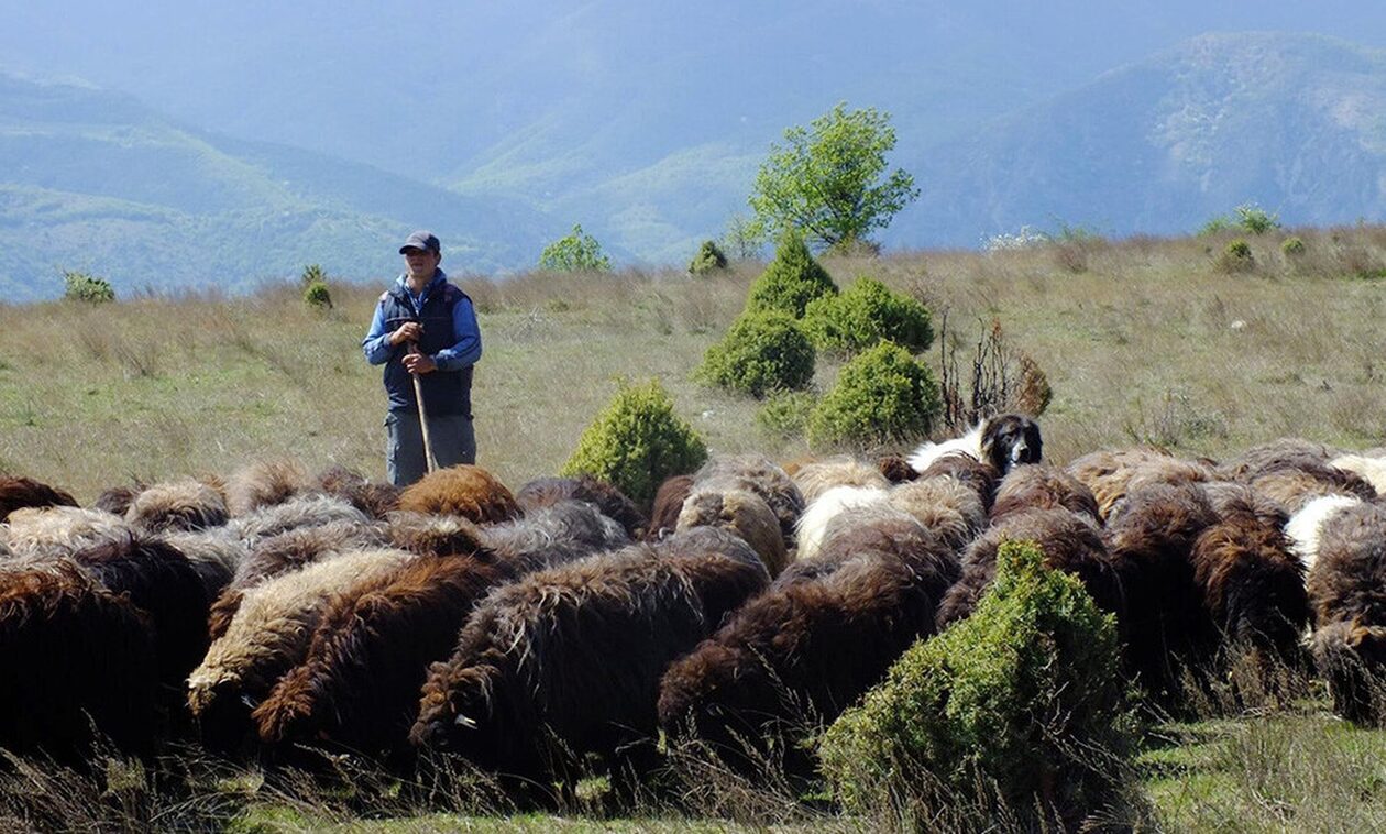 Η πρώτη Ποιμενική Ακαδημία της Βουλγαρίας επιδιώκει να προστατεύσει τις τοπικές ράτσες αιγοπροβάτων
