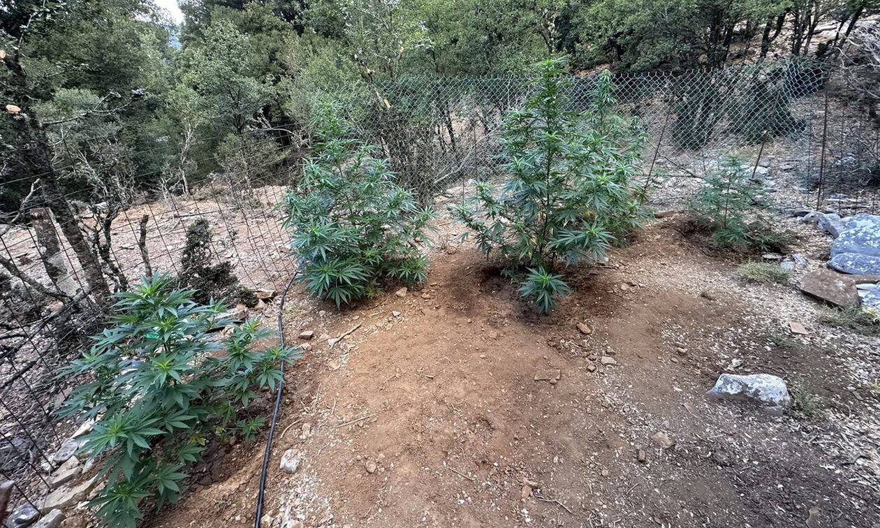 Ρέθυμνο: Εντοπισμός φυτειών κάνναβης στο Ρέθυμνο - Συλλήψεις για φυτεία στα Ανώγεια