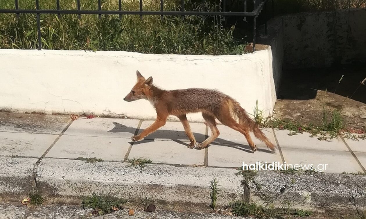 Χαλκιδική: Τι γύρευε η αλεπού τη μεσημβρινή σιέστα (βίντεο)