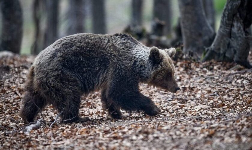 Επανεμφανίστηκε αρκούδα στη Χαλκιδική - Ανησυχία στους κατοίκους