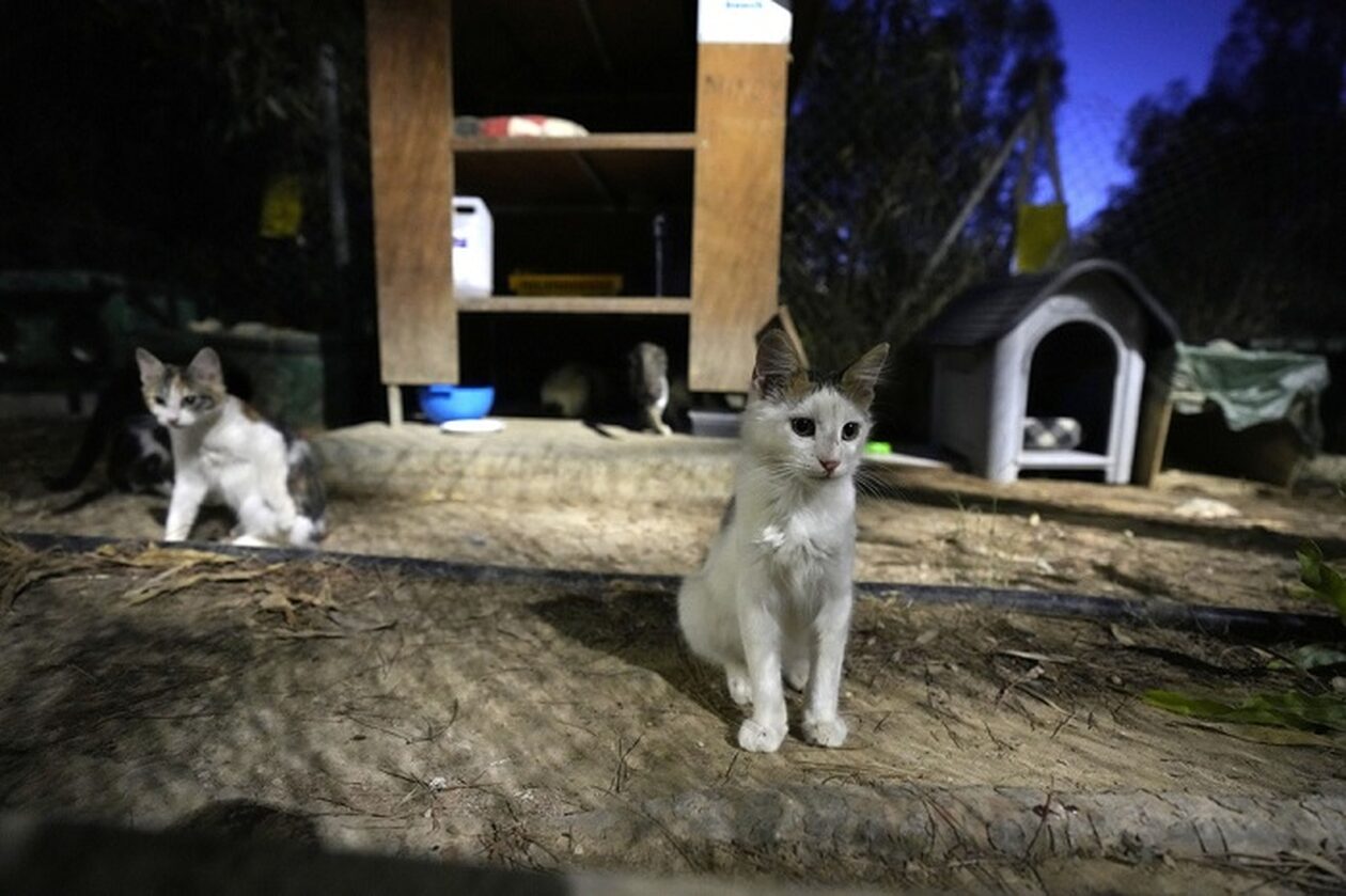 Επιδημία κορονοϊού σαρώνει τις γάτες της Κύπρου: Εκατοντάδες χιλιάδες περιστατικά, πολλές νοσηλείες