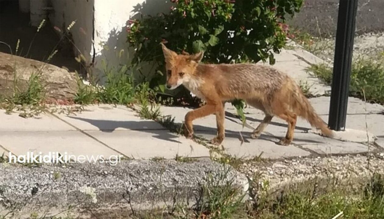 Χαλκιδική: Μια αλεπού κάνει τη βόλτα της στους άδειους δρόμους του Πολύγυρου
