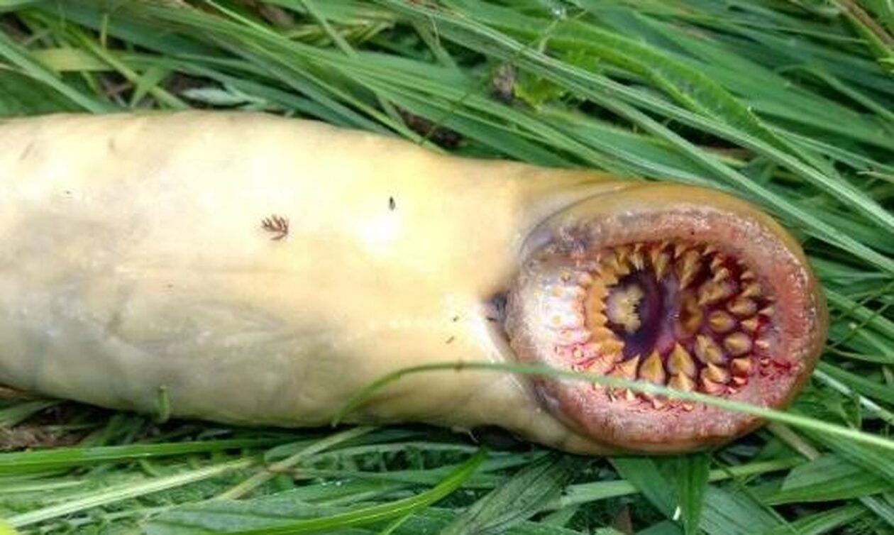 Ουαλία: «Ψάρι-βαμπίρ» εντόπισε τροφοσυλλέκτης σε ποτάμι