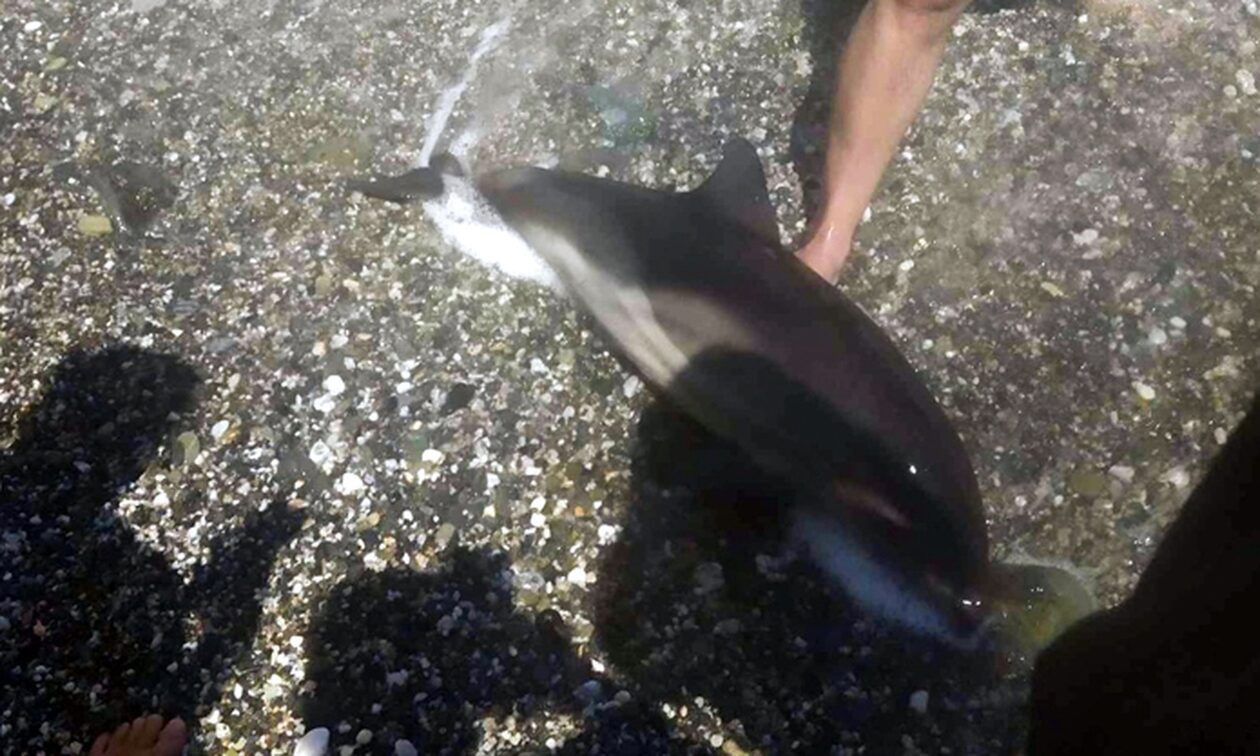 Μισοπεθαμένο δελφινάκι ξεβράστηκε σε παραλία της Λάρισας - Δεν κατάφεραν να το σώσουν