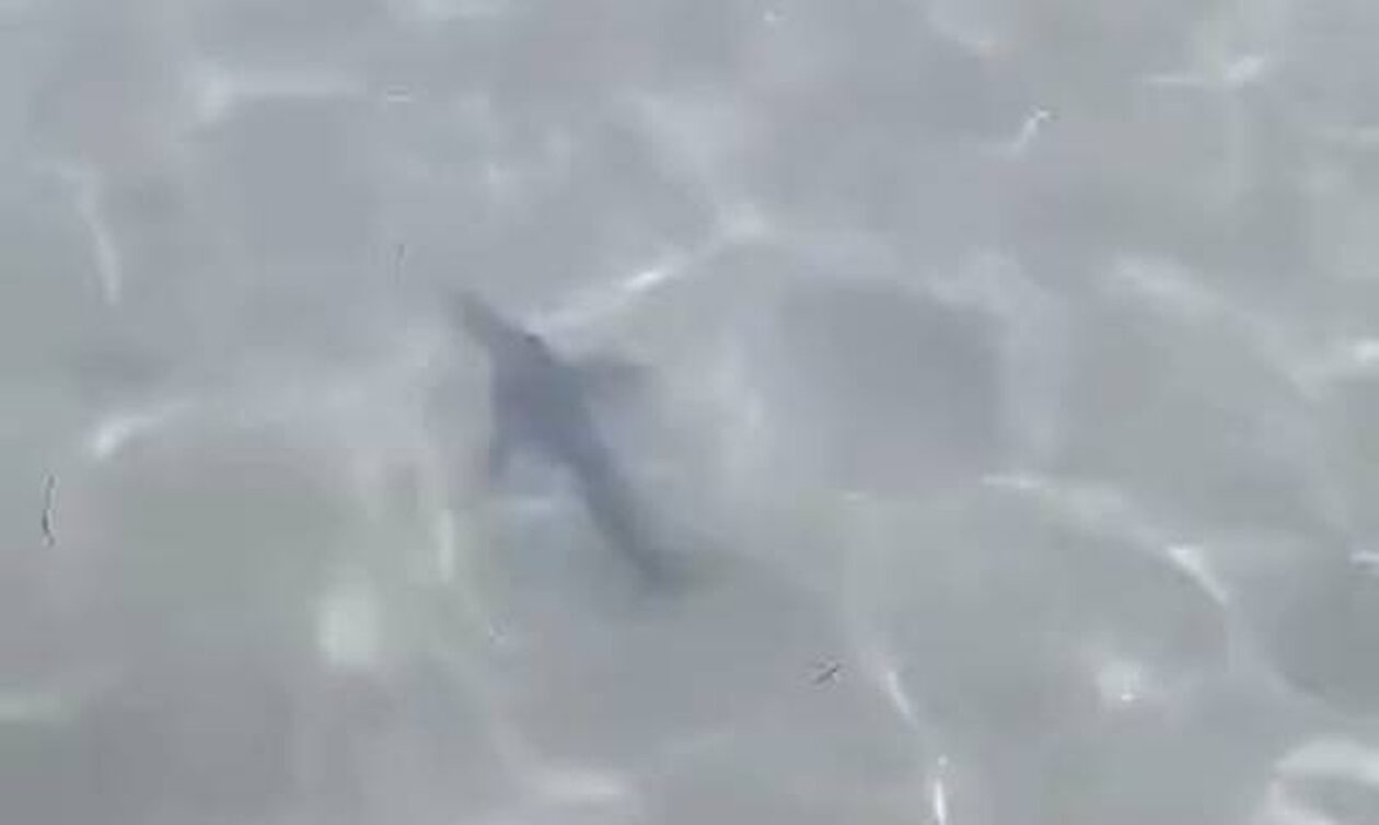 Σαλαμίνα: Καρχαρίας έκανε… βόλτες σε παραλία – Οι λουόμενοι έμειναν άναυδοι (βίντεο)