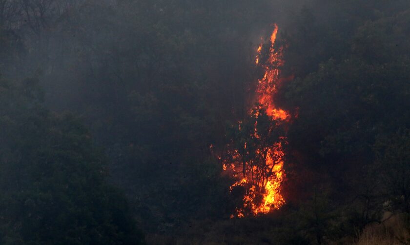 Φωτιά στην Αλεξανδρούπολη: «Μάχη» με τις φλόγες και τις αναζωπυρώσεις - Ισχυροί άνεμοι στην περιοχή