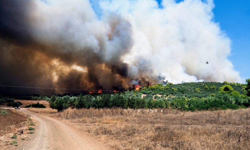 Φωτιά στην Εύβοια: Διάσπαρτες εστίες σε Ψαχνά και Νέα Αρτάκη - Οι άνεμοι αλλάζουν την κατέυθυνση