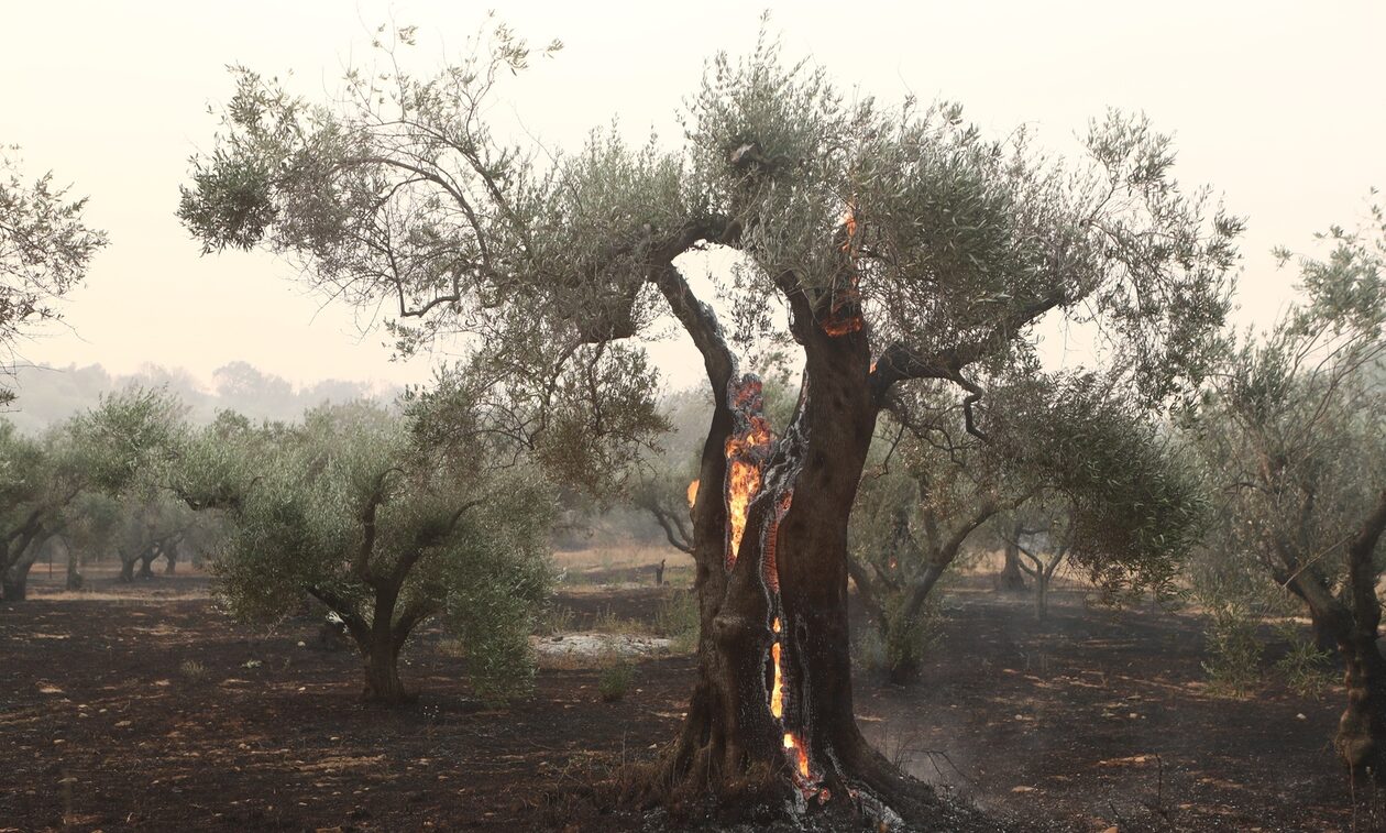 Φωτιές: Πάνω από 400.000 στρέμματα κάηκαν σε τρεις ημέρες – Ο θλιβερός χάρτης