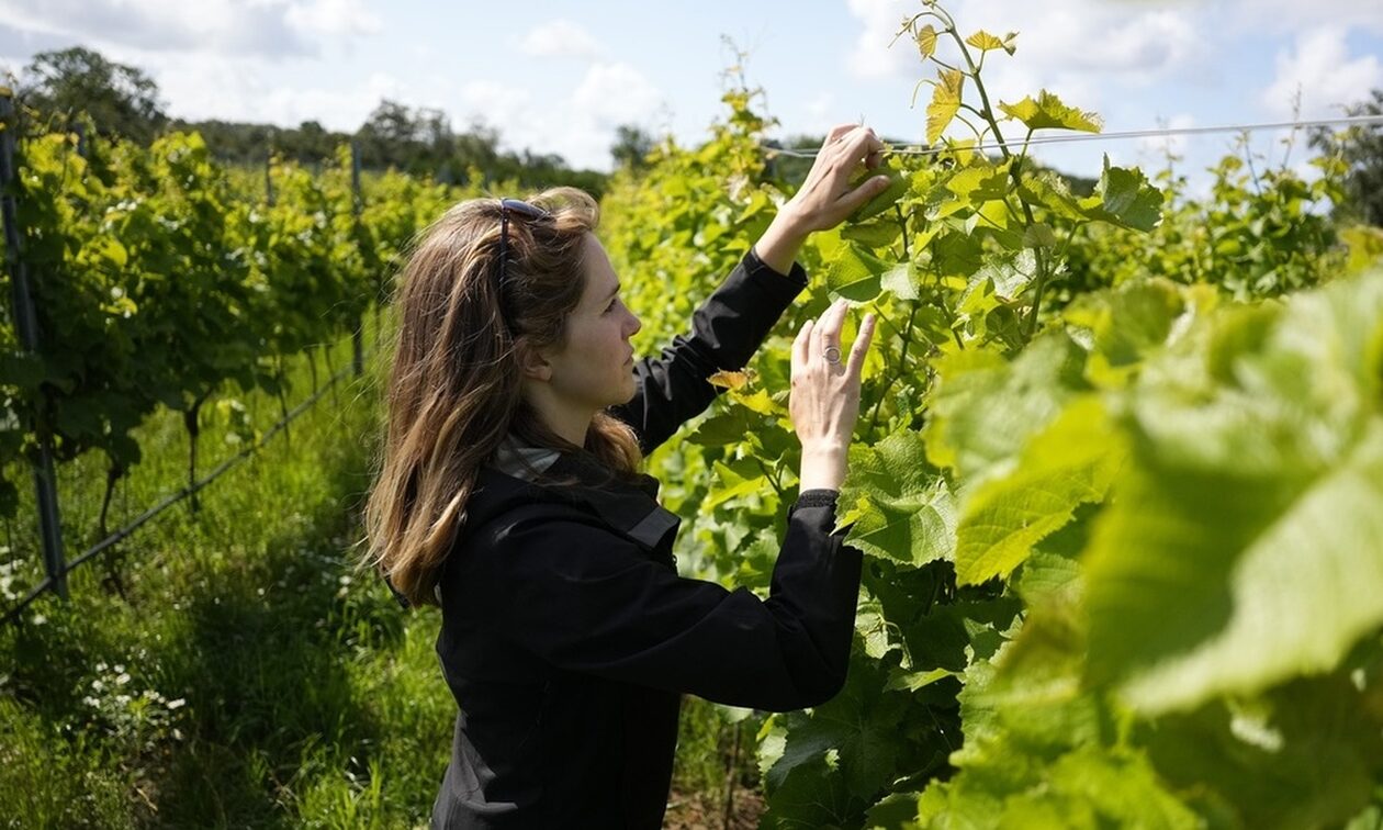 Εξαιρετική χρονιά για τα γαλλικά κρασιά: Ο καύσωνας μειώνει την ποσότητα αλλά ανεβάζει την ποιότητα