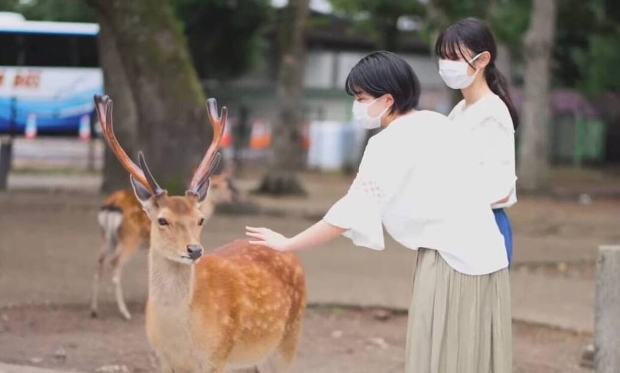 Ταξιδεύοντας με «Deer Train» προς το Πάρκο Ελαφιών της Νάρα στην Ιαπωνία