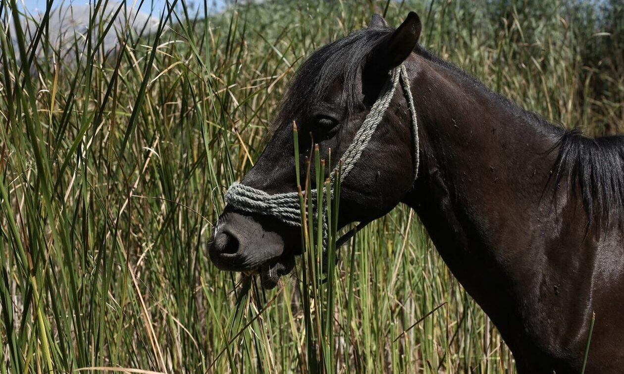Πήλιο: Αδιανότητη καταγγελία - Άνδρας αποπειράθηκε να βιάσει άλογο