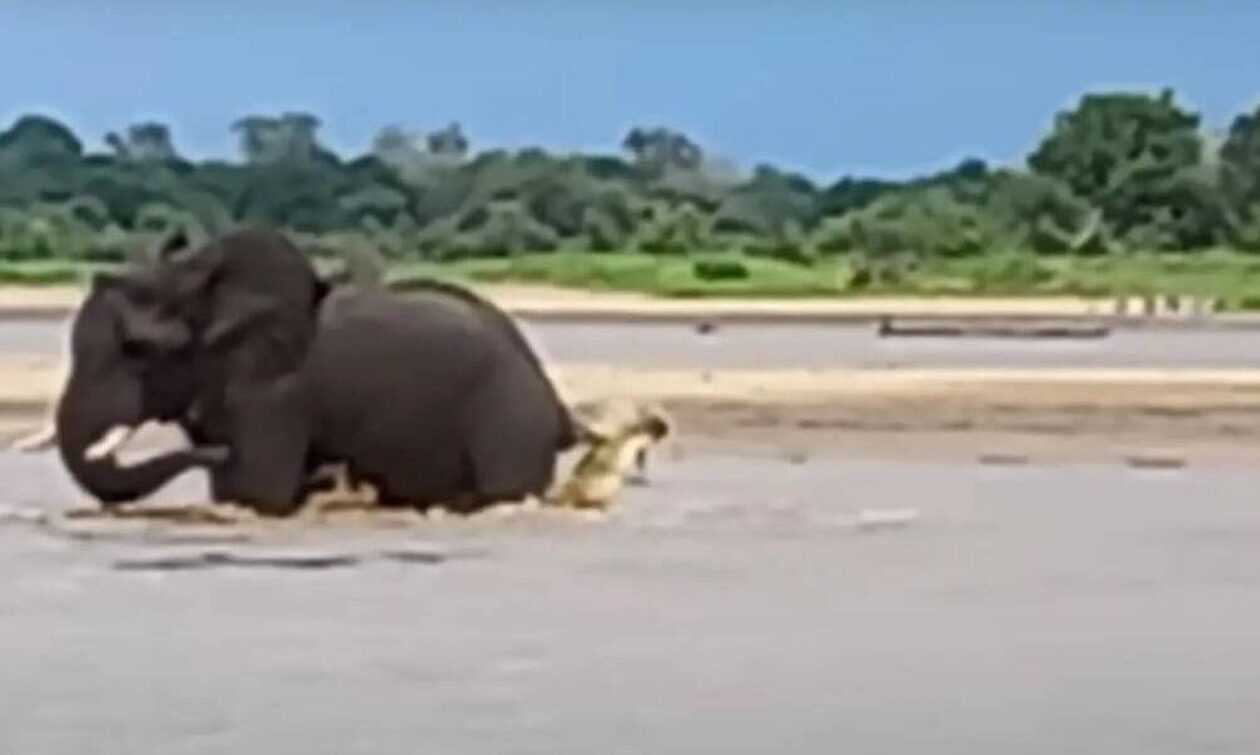 Ελέφαντας καταφέρνει να γλυτώσει από επίθεση κροκόδειλου - Εντυπωσιακό βίντεο