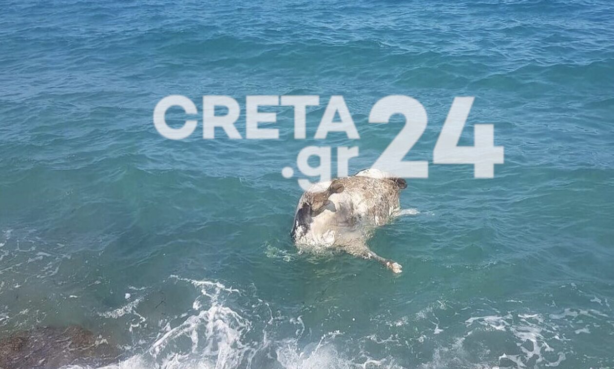 Ηράκλειο: Νεκρή αγελάδα εντοπίστηκε μέσα στη θάλασσα