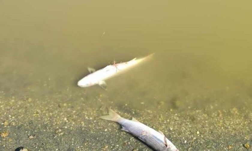 Χαλκιδική: Εκατοντάδες νεκρά ψάρια ξεβράζονται σε λιμνοθάλασσα - Σε τι οφείλεται το φαινόμενο
